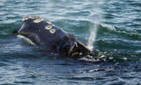 Noise From Offshore Wind Turbines May Lead to Whale Extinction, Environmentalists Say