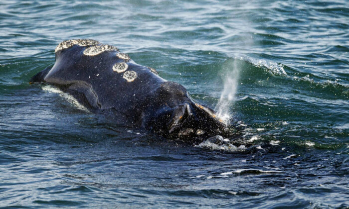 A North Atlantic right whale feeds on the surface of Cape Cod bay off the coast of Plymouth, Mass., on March 28, 2018. (Michael Dwyer/AP Photo)