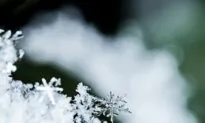 When Cold Yin Energy Reaches Its Peak, Protect Your Heart
