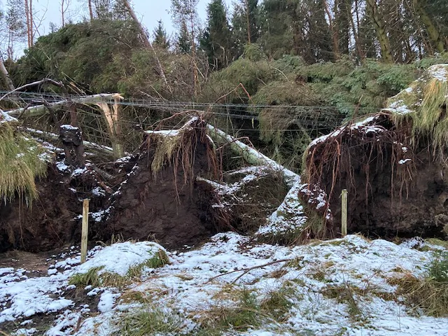 Undated handout photo issued by Forestry England of power lines downed by trees in Northumberland, England. (Forestry England)