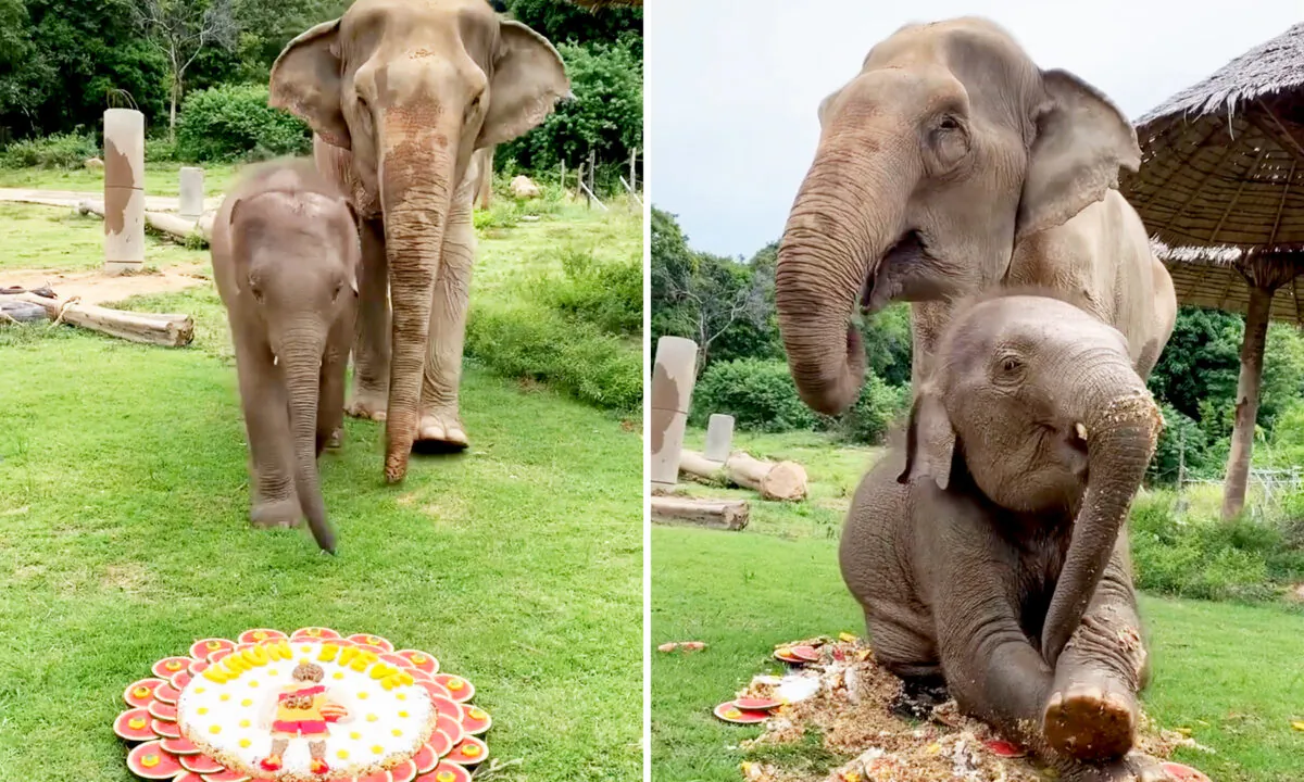(Courtesy of Samui Elephant Haven)