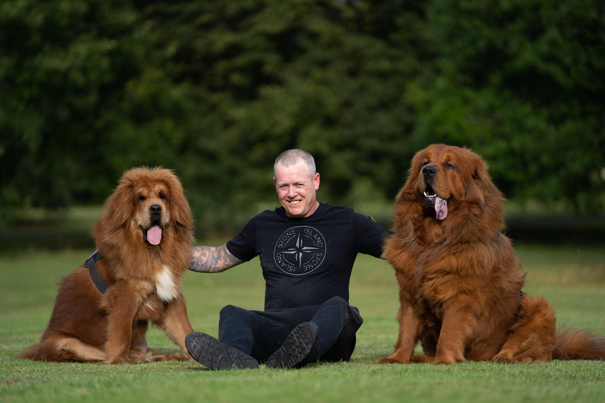 how tall are tibetan mastiff standing on their hind legs