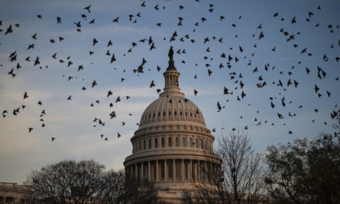 A flock of birds flies near the U.S. Capitol at dusk in Washington, on Dec. 2, 2021. (Drew Angerer/Getty Images)