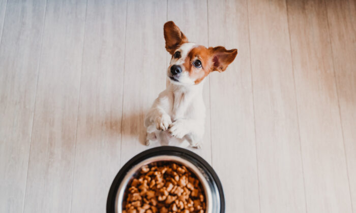 Small jack russell and its bowl of dog food (eva_blanco/Shutterstock)