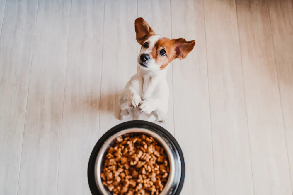 Small jack russell and its bowl of dog food. (eva_blanco/Shutterstock)