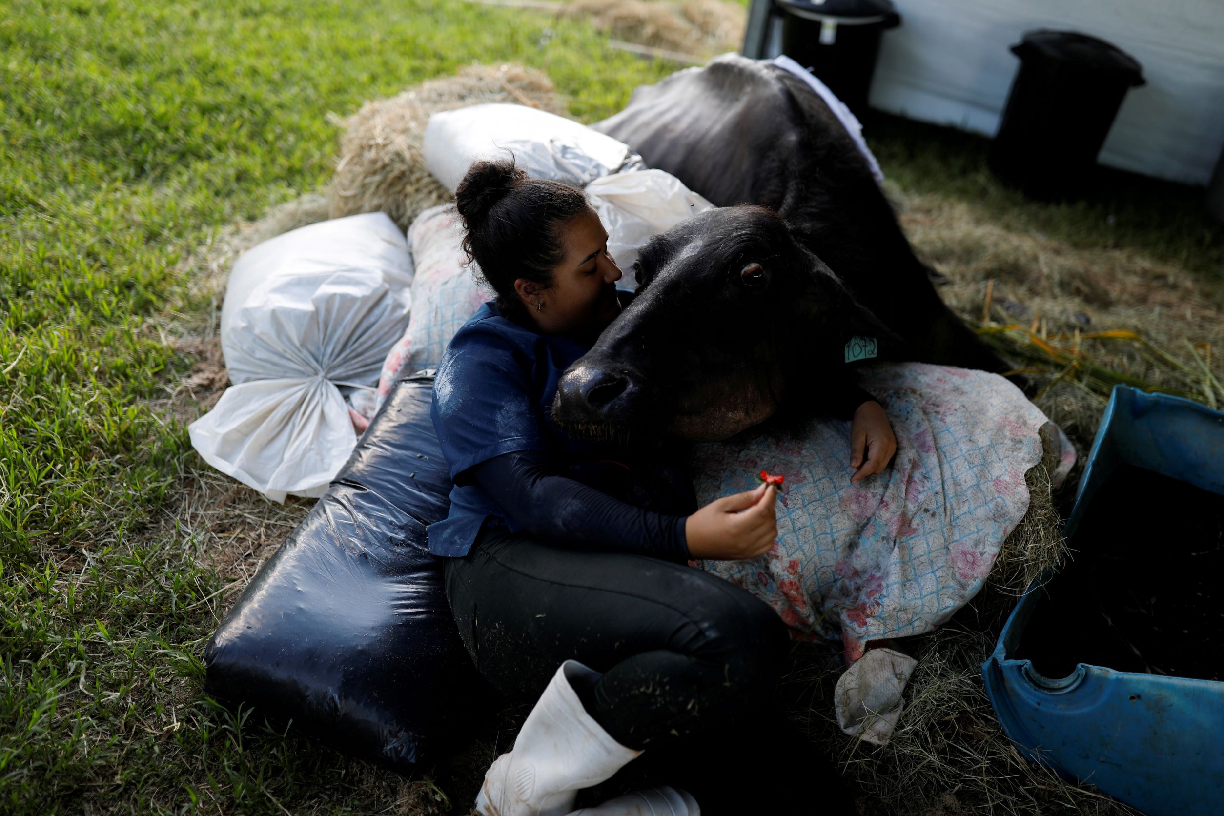 Volunteer Juliana Fraga lies down with a malnourished buffalo