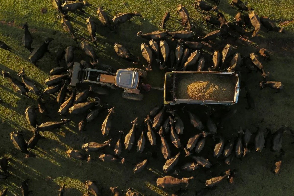 Buffalos eat food given by volunteers at a farm where Environmental Police found hundreds of malnourished and mistreated buffalos in Brotas, Sao Paulo state, Brazil, on Dec. 1, 2021. (Amanda Perobelli/Reuters)