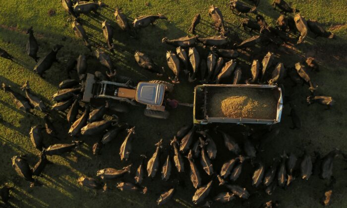 Buffalos eat food given by volunteers at a farm where Environmental Police found hundreds of malnourished and mistreated buffalos in Brotas, Sao Paulo state, Brazil, on Dec. 1, 2021. (Amanda Perobelli/Reuters)
