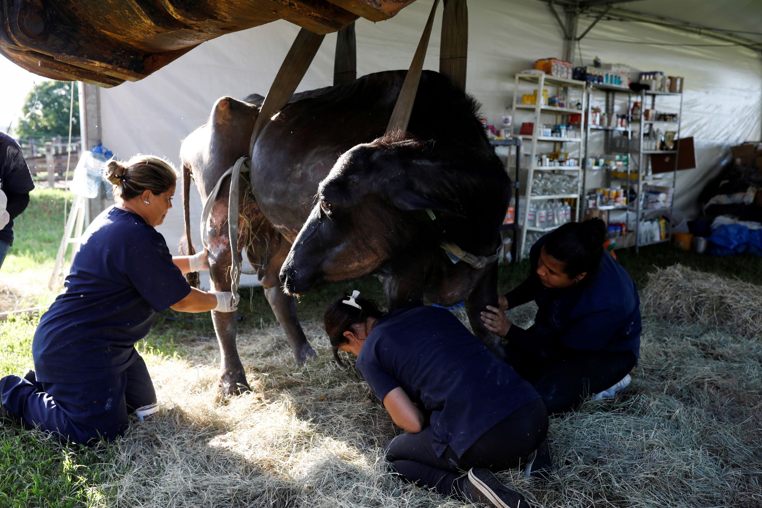 Volunteers treat a malnourished buffalo