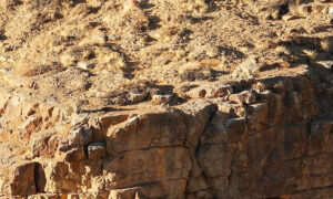 Can You Spot These Hidden Snow Leopards? Now Meet the Man Behind These 4 Incredible Photos