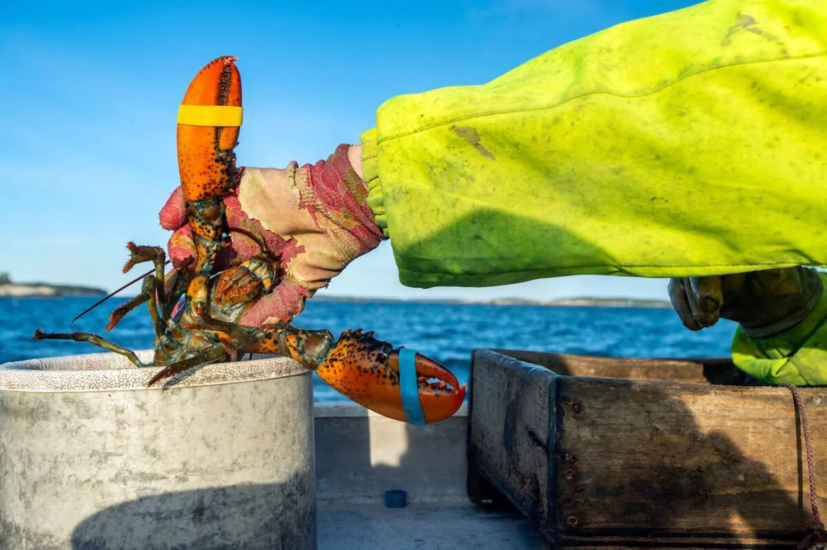 A person holds a lobster in Penobscot Bay, Maine, on July 31, 2021. (Joseph Prezioso/AFP via Getty Images)