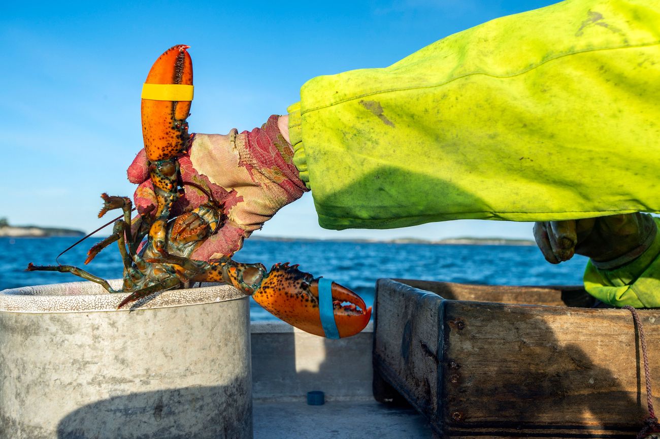 Supreme Court Denies Maine Lobstering Union's Request to Lift Fishing Restrictions Aimed at Protecting Whales - Vimarsana News