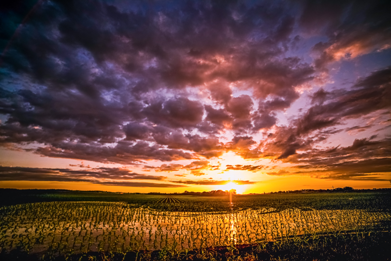The Midwest is known for it thunderstorms and corn crops. The results are beautiful sunsets.(Cat Rooney)