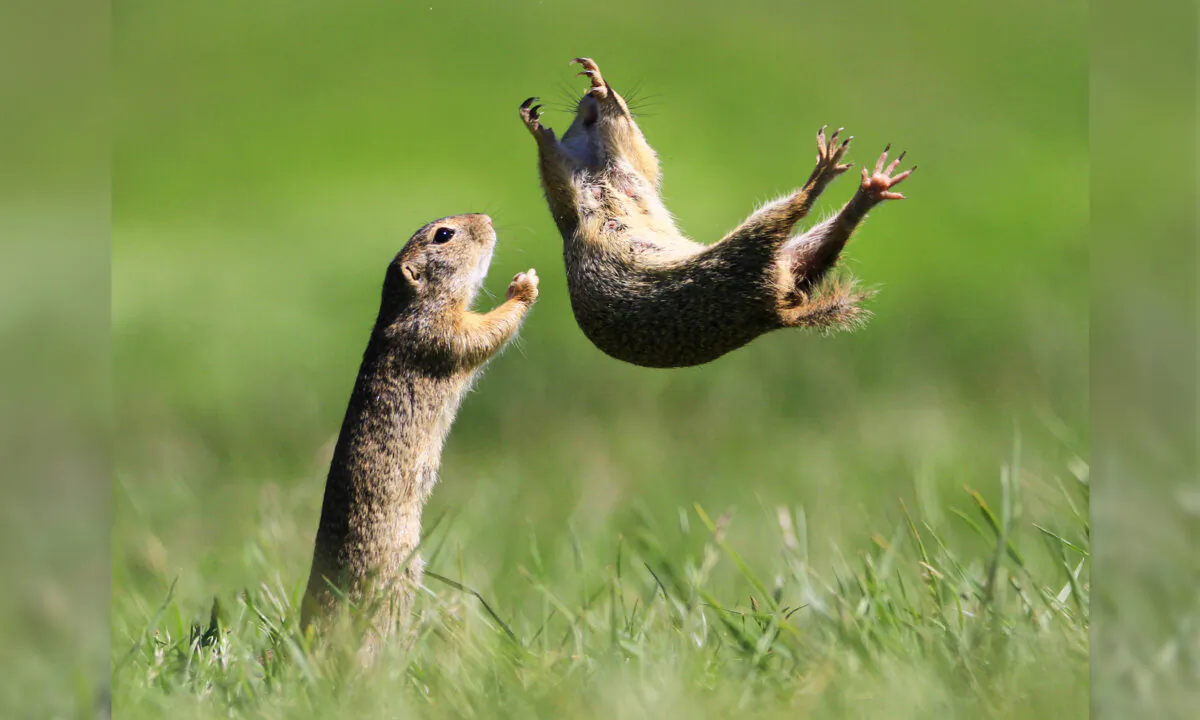 (Courtesy of Roland Kranitz/Comedy Wildlife PhotographyAwards 2021)