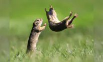 Comedy Wildlife Photography Awards 2021 Winners Released—And They’re Hilarious