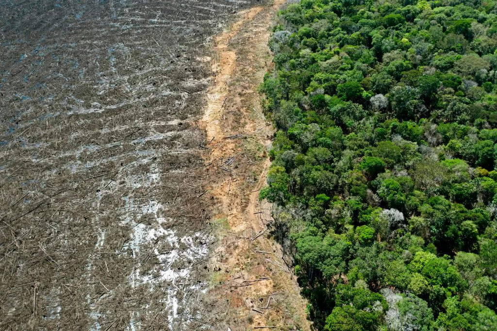 A deforested area close to Sinop, Mato Grosso State, Brazil, on Aug. 7, 2020. (Florian Plaucheur/AFP via Getty Images)