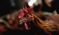 Bird Flu Outbreak Confirmed in Scotland