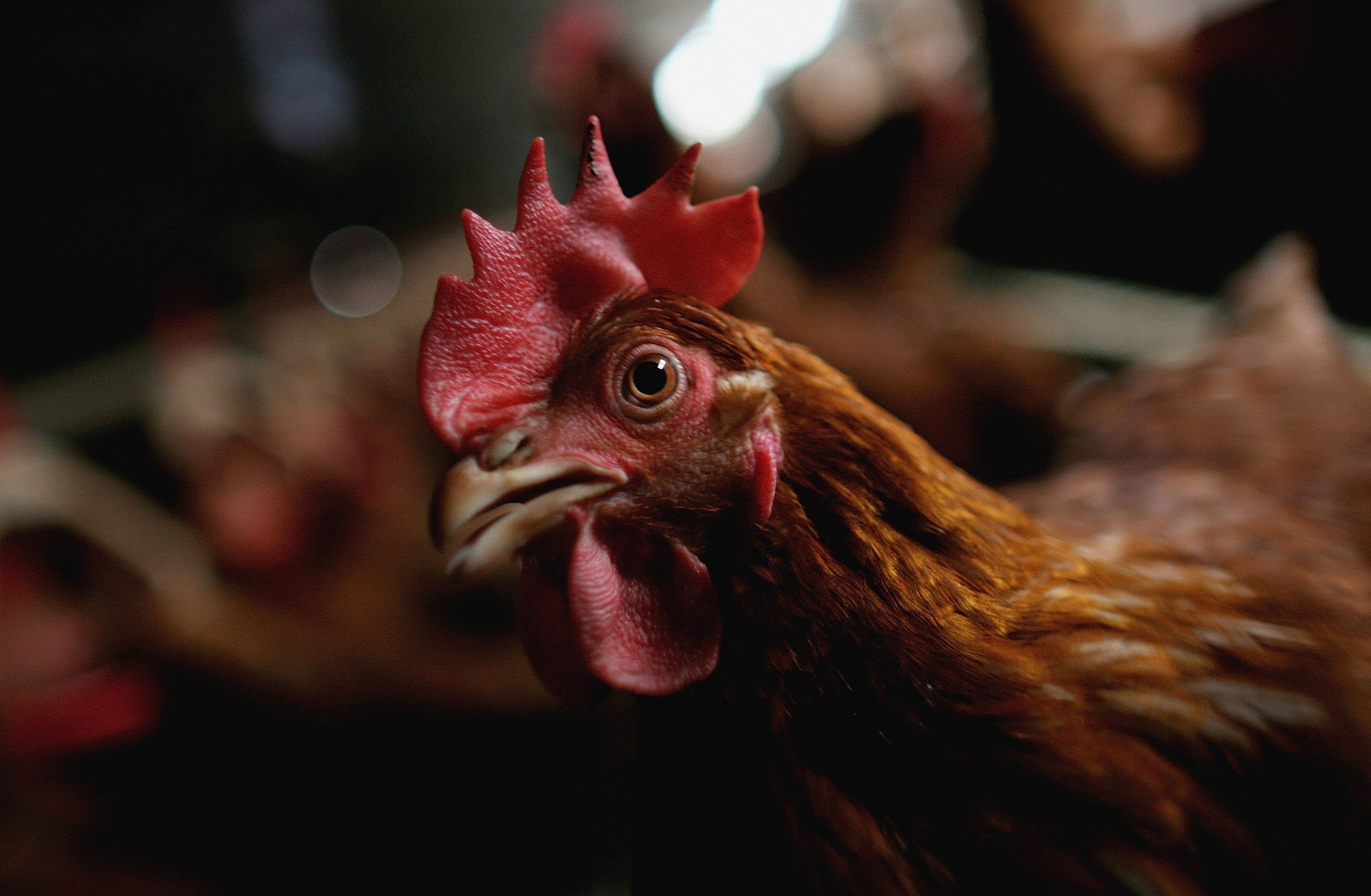 50,000 Chickens Killed in New Zealand Farm Fire Amid Egg Shortage - Vimarsana News