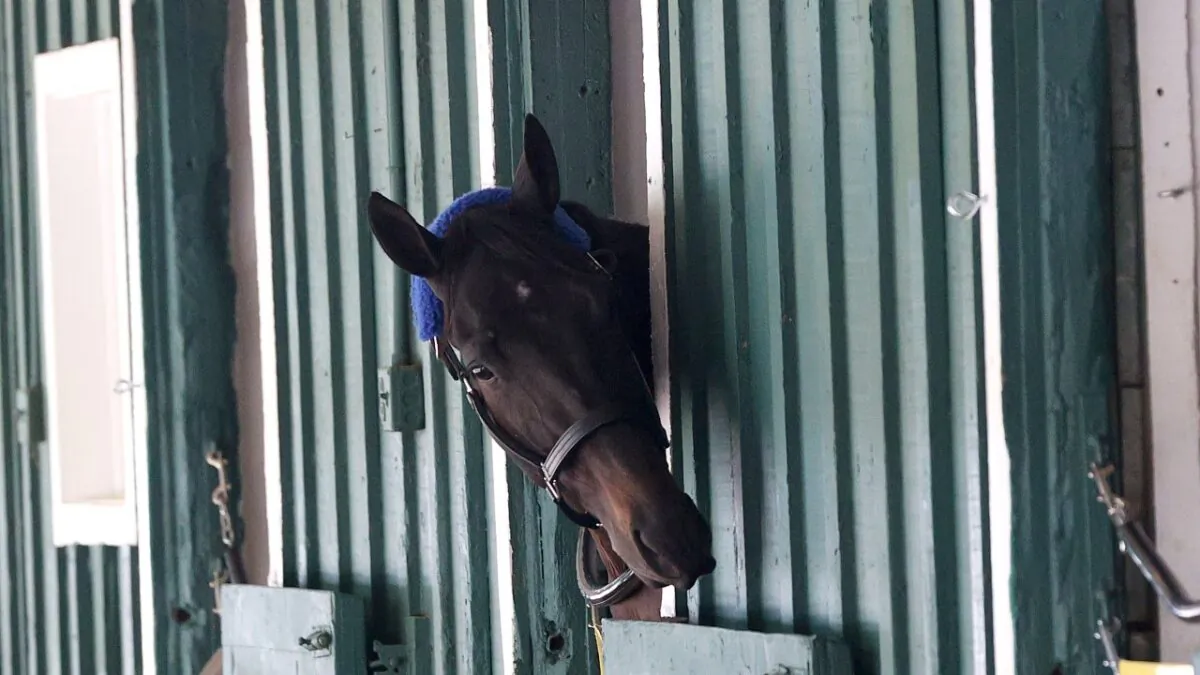 Kentucky Derby winner Medina Spirit looks on from his stall after arriving at Pimlico Race Course for the upcoming Preakness Stakes in Baltimore, on May 10, 2021. (Rob Carr/Getty Images)