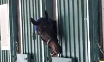 Derby Winner Medina Spirit Collapses, Dies in California