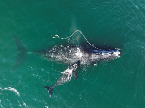endangered North Atlantic right whale