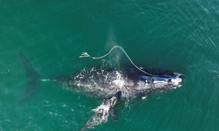 An endangered North Atlantic right whale entangled in fishing rope being sighted with a newborn calf in waters near Cumberland Island, Ga. on Dec. 2, 2021. (Georgia Department of Natural Resources/NOAA Permit #20556 via AP)