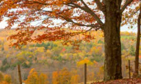 Three Views of Nature