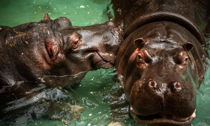 Two hippos at Antwerp Zoo were confirmed to be infected with the  COVID-19 virus. (Photo by Antwerp Zoo)