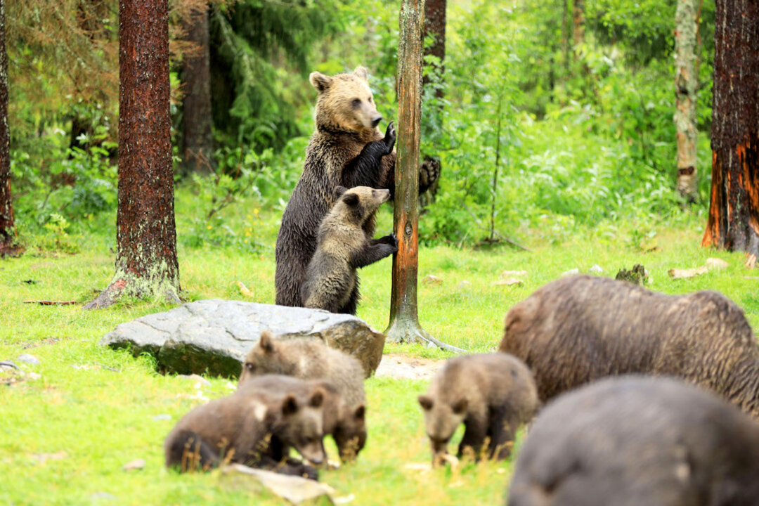 Photographer Captures the Adorable Moment a Bear Teaches Cubs How to ...