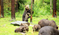 Photographer Captures the Adorable Moment a Bear Teaches Cubs How to Climb a Tree
