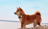 Happy Birthday, Dogecoin: How This 8-year Old Joke Grew up to Become a $22 Billion Asset
