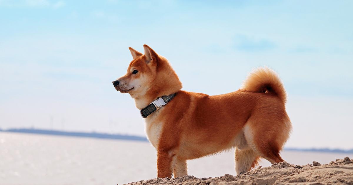Happy Birthday, Dogecoin: How This 8-year Old Joke Grew up to Become a $22 Billion Asset - Vimarsana News