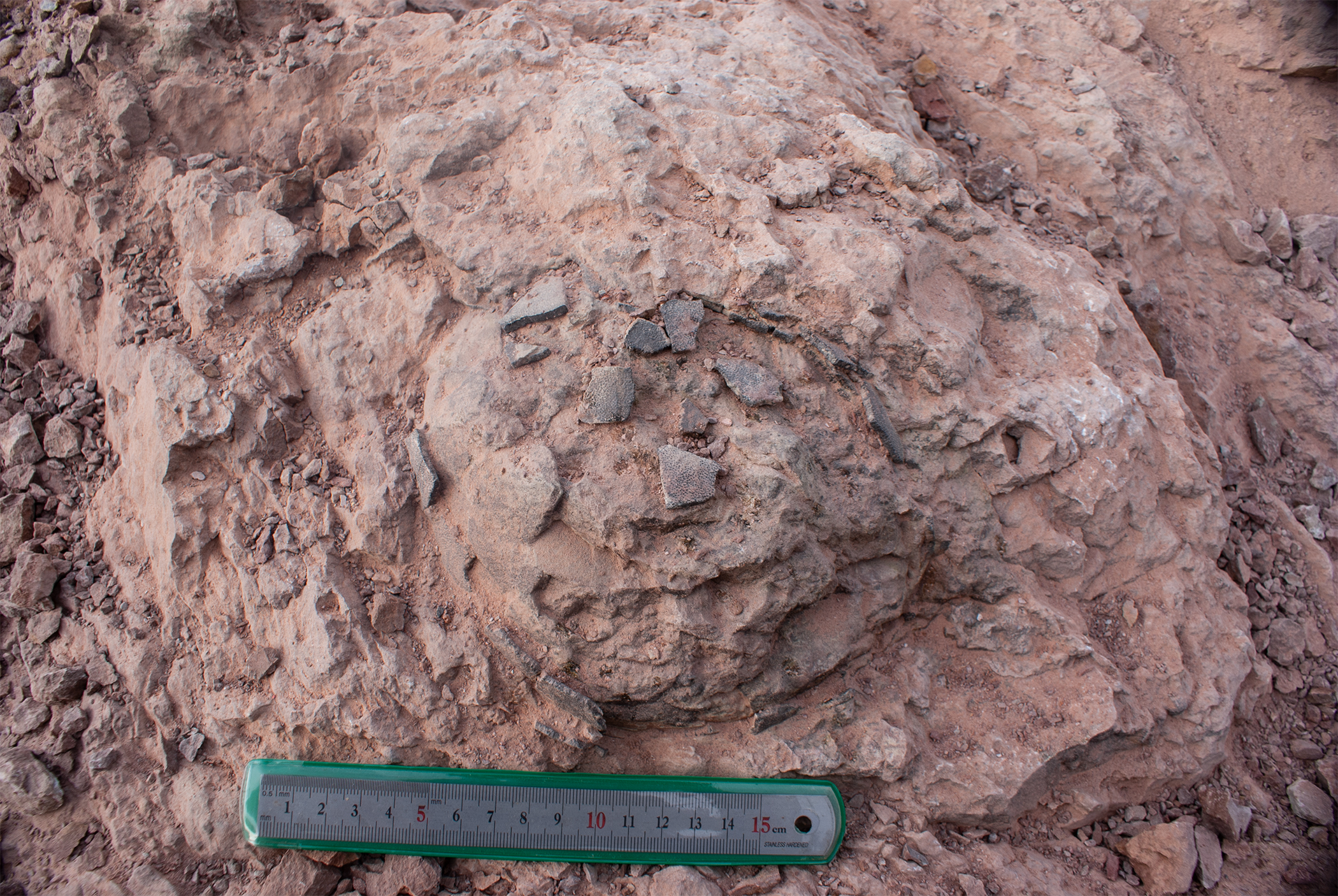 Paleontólogos extraen 30 huevos de titanosaurio conservados de un nido de dinosaurio fosilizado de 2 toneladas en el norte de España