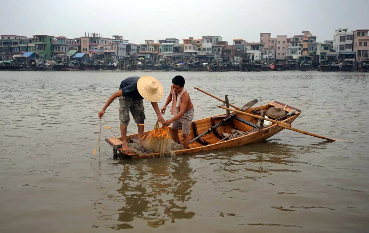 Fishermen drag fish on the Pearl River at the Fisherman's New Village in Guangzhou of Guangdong Province, China, on July 29, 2008. (China Photos/Getty Images)