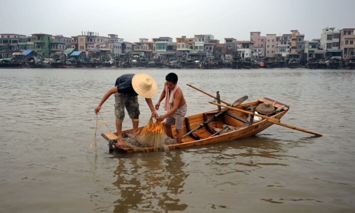 Fishermen drag fish on the Pearl River at the Fisherman's New Village in Guangzhou of Guangdong Province, China, on July 29, 2008. (China Photos/Getty Images)