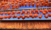 The Patient Art of Drying Persimmons