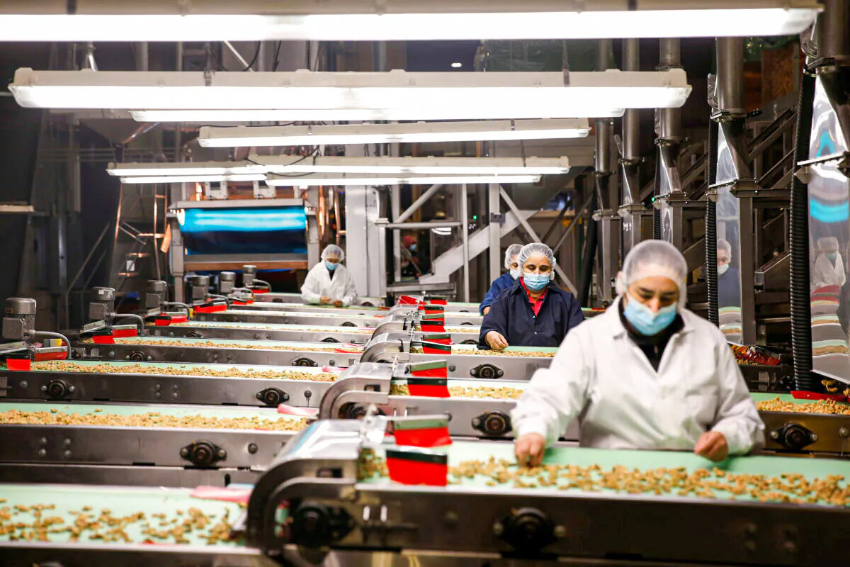 Workers hand sort shelled walnuts along conveyor belts at GoldRiver Orchards, in Escalon, Calif., on Nov. 16, 2021. (Brittany Hosea-Small/Reuters)