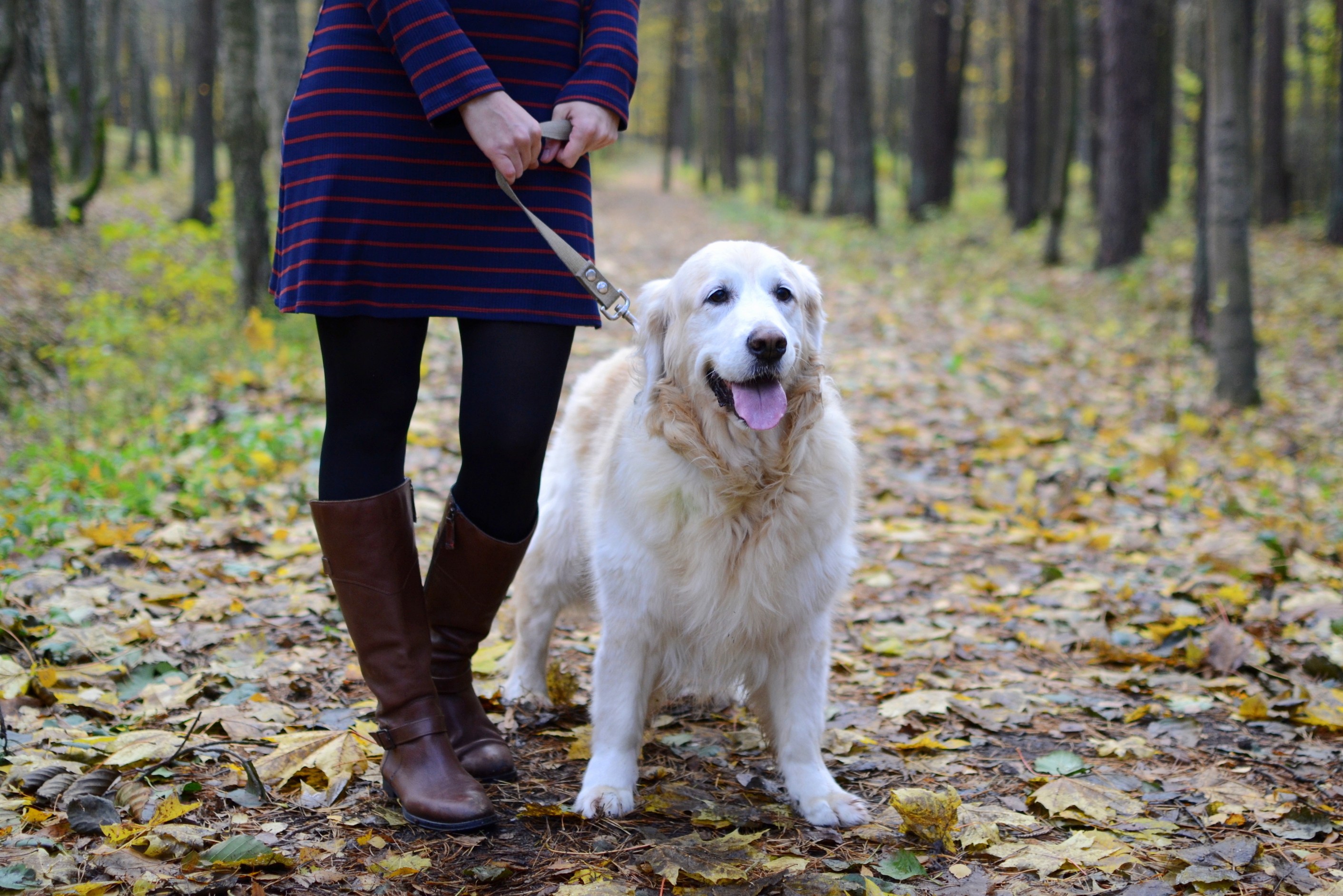 'I Can Go Anywhere': How Service Dogs Help Veterans With PTSD - Vimarsana News