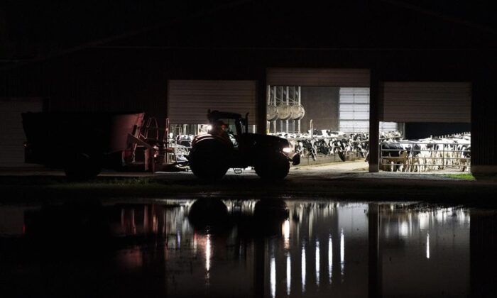 Dairy cows are reflected in flood waters as they keep dry in their barn near Agassiz, B.C., on Nov. 17.
(The Canadian Press/Jonathan Hayward)