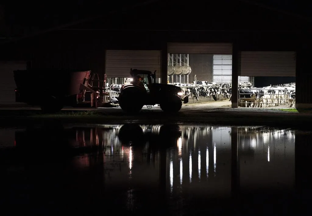 Dairy cows are reflected in flood waters as they keep dry in their barn near Agassiz, B.C., on Nov. 17.
(The Canadian Press/Jonathan Hayward)