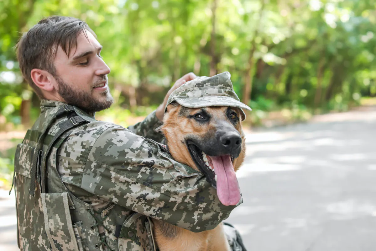 Veterans suffering PTSD are normally prescribed drugs but a growing body of research suggests service dogs offer an effective alternative. (New Africa/Shutterstock)