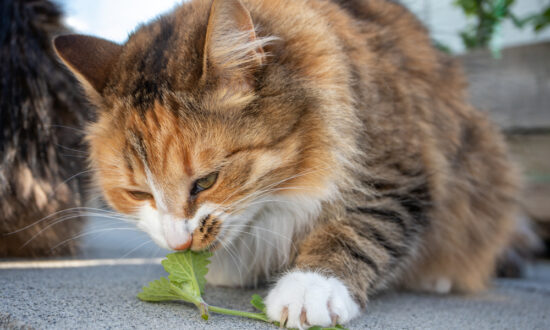 Cats Attracted to Menthol, Catnip, and Other Mints