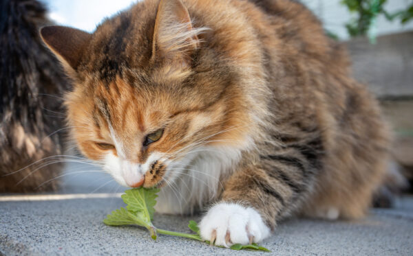 Cute,Fluffy,Cat,Chewing,On,Catnip,Leaves,,Outdoors.,Front,Portrait
