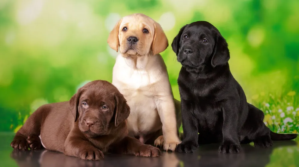 Parvovirus occurs most often in unvaccinated puppies. (Natalia Fedosova/Shutterstock)
