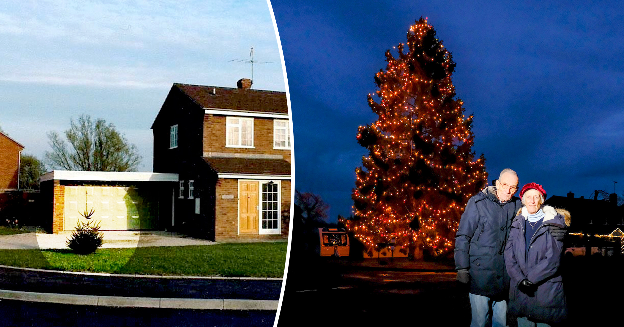 Christmas Tree Planted on Elderly UK Couple's Property in 1978 Is Now 50 Feet Tall - Vimarsana News
