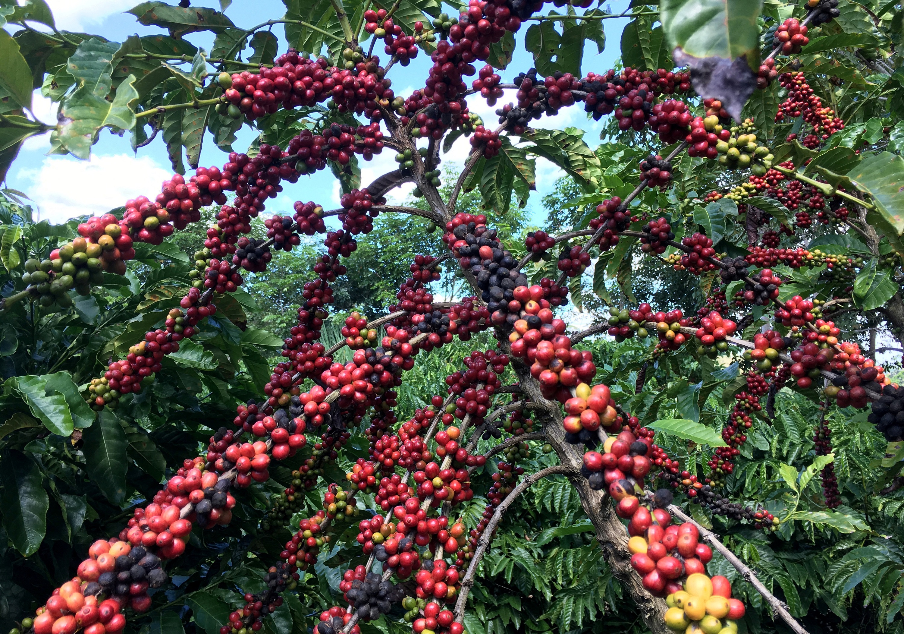 Experts Count Coffee Trees in Brazil as Prices Hit 10-year Highs - Vimarsana News
