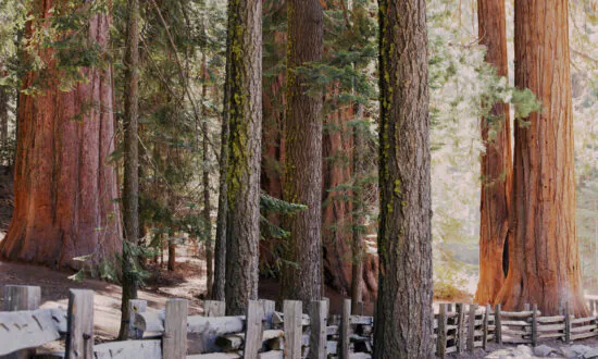 The Generals of Sequoia and Kings Canyon