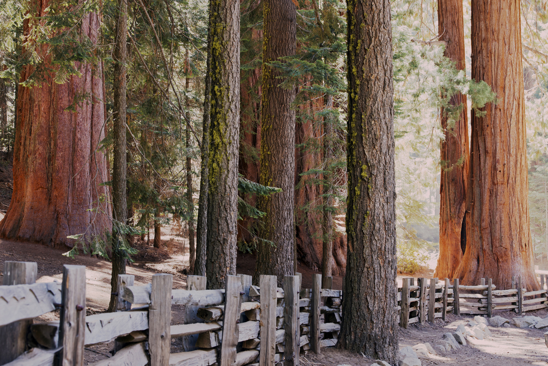 The Generals of Sequoia and Kings Canyon - Vimarsana News