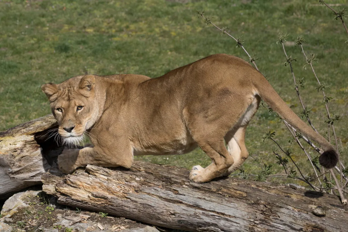 The lioness Dana, that have been tested positive for COVID-19, is seen at Pairi Daiza Zoo park in Brugelette, Belgium, in this undated handout photo released on Dec. 15, 2021. (Pairi Daiza/Handout via Reuters)