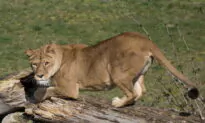 Lioness at Belgian Zoo Tests Positive for COVID-19
